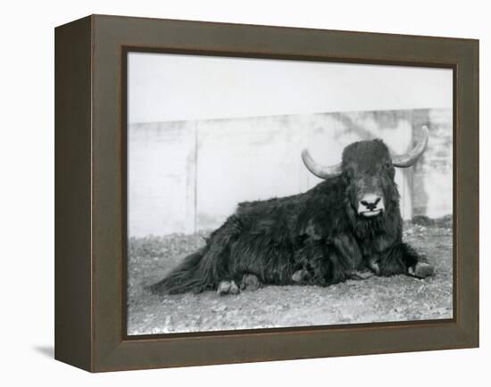 A Male Yak Lying in His Enclosure at London Zoo in 1928 (B/W Photo)-Frederick William Bond-Framed Premier Image Canvas