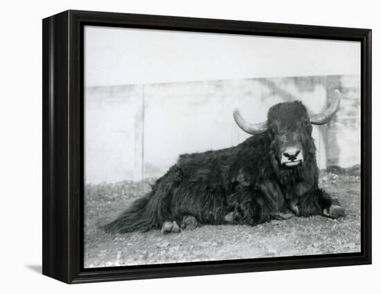 A Male Yak Lying in His Enclosure at London Zoo in 1928 (B/W Photo)-Frederick William Bond-Framed Premier Image Canvas