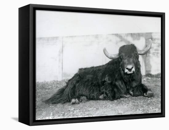 A Male Yak Lying in His Enclosure at London Zoo in 1928 (B/W Photo)-Frederick William Bond-Framed Premier Image Canvas