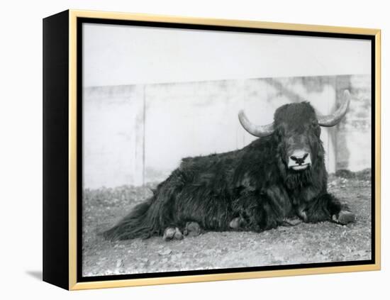 A Male Yak Lying in His Enclosure at London Zoo in 1928 (B/W Photo)-Frederick William Bond-Framed Premier Image Canvas