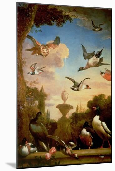 A Mallard and a Golden Eagle in a Classical Garden Landscape-Melchior de Hondecoeter-Mounted Giclee Print