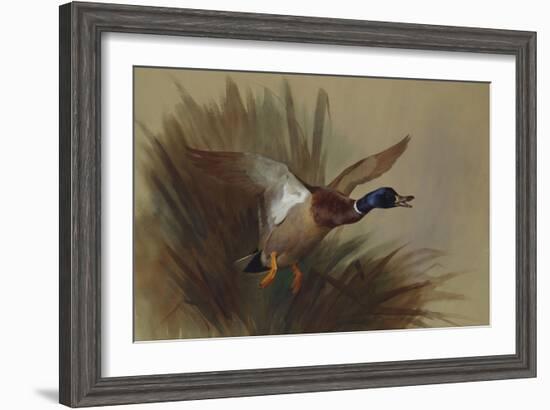 A Mallard Rising from Reeds-Archibald Thorburn-Framed Giclee Print