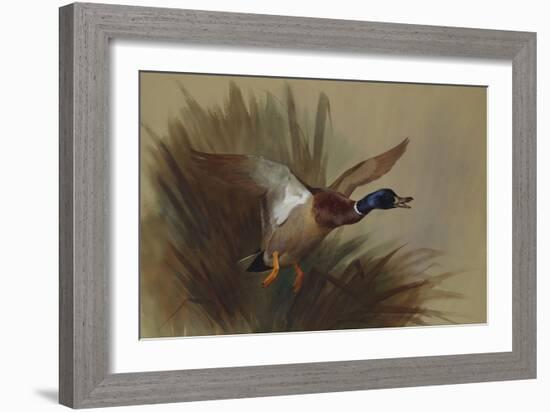 A Mallard Rising from Reeds-Archibald Thorburn-Framed Giclee Print