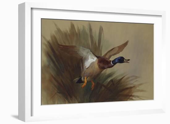 A Mallard Rising from Reeds-Archibald Thorburn-Framed Giclee Print