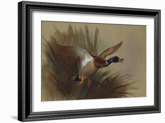 A Mallard Rising from Reeds-Archibald Thorburn-Framed Giclee Print