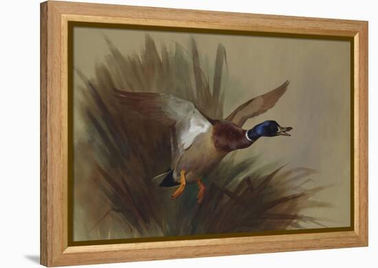 A Mallard Rising from Reeds-Archibald Thorburn-Framed Premier Image Canvas