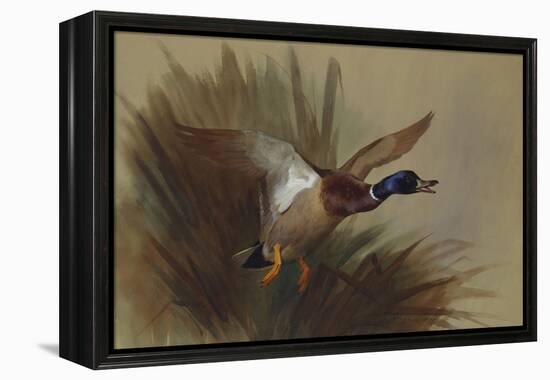 A Mallard Rising from Reeds-Archibald Thorburn-Framed Premier Image Canvas