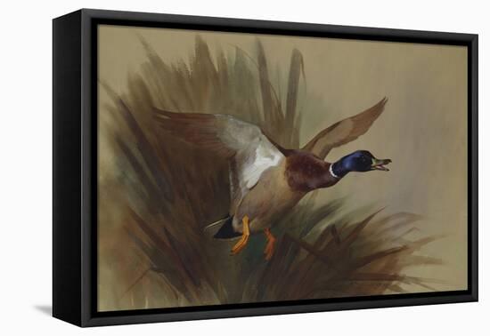 A Mallard Rising from Reeds-Archibald Thorburn-Framed Premier Image Canvas