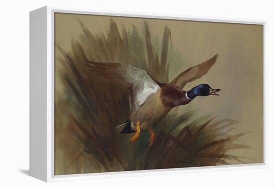 A Mallard Rising from Reeds-Archibald Thorburn-Framed Premier Image Canvas