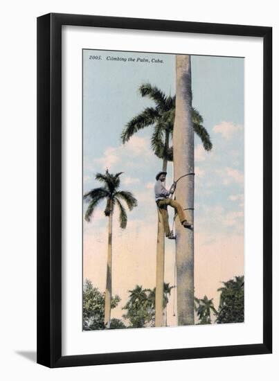 A Man Climbing a Palm Tree, Cuba, 1911-null-Framed Giclee Print