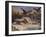 A Man-Eater, 1870s-1880s-Vasili Vasilyevich Vereshchagin-Framed Giclee Print