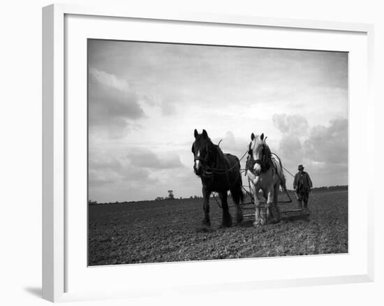 A Man on a Farm Harvesting in a Field with His Two Horses-null-Framed Photographic Print