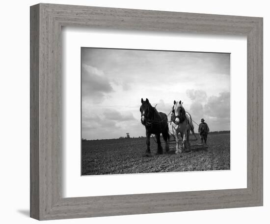 A Man on a Farm Harvesting in a Field with His Two Horses-null-Framed Photographic Print