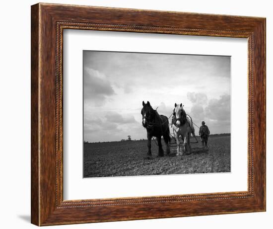 A Man on a Farm Harvesting in a Field with His Two Horses-null-Framed Photographic Print