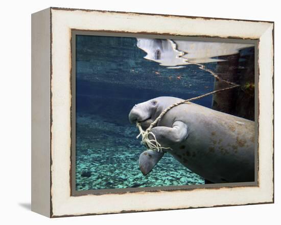 A Manatee Chews on a Dock Rope in Fanning Springs State Park, Florida-Stocktrek Images-Framed Premier Image Canvas