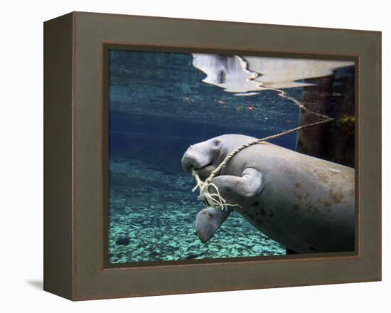 A Manatee Chews on a Dock Rope in Fanning Springs State Park, Florida-Stocktrek Images-Framed Premier Image Canvas