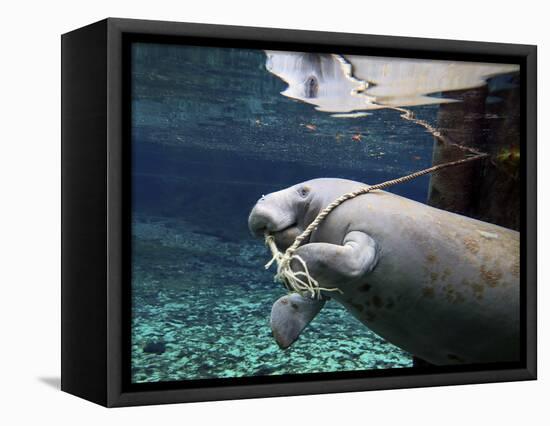 A Manatee Chews on a Dock Rope in Fanning Springs State Park, Florida-Stocktrek Images-Framed Premier Image Canvas