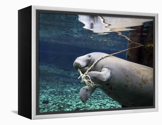 A Manatee Chews on a Dock Rope in Fanning Springs State Park, Florida-Stocktrek Images-Framed Premier Image Canvas