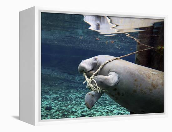 A Manatee Chews on a Dock Rope in Fanning Springs State Park, Florida-Stocktrek Images-Framed Premier Image Canvas