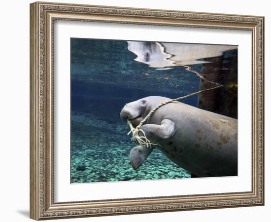A Manatee Chews on a Dock Rope in Fanning Springs State Park, Florida-Stocktrek Images-Framed Photographic Print