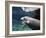 A Manatee Chews on a Dock Rope in Fanning Springs State Park, Florida-Stocktrek Images-Framed Photographic Print