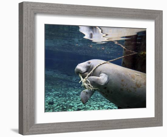 A Manatee Chews on a Dock Rope in Fanning Springs State Park, Florida-Stocktrek Images-Framed Photographic Print