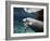 A Manatee Chews on a Dock Rope in Fanning Springs State Park, Florida-Stocktrek Images-Framed Photographic Print