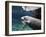 A Manatee Chews on a Dock Rope in Fanning Springs State Park, Florida-Stocktrek Images-Framed Photographic Print