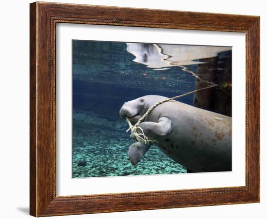 A Manatee Chews on a Dock Rope in Fanning Springs State Park, Florida-Stocktrek Images-Framed Photographic Print