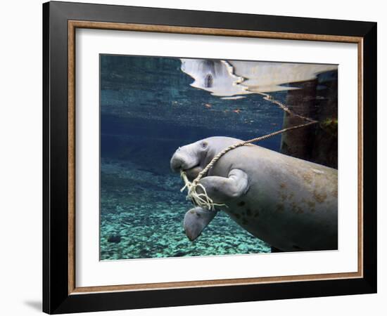 A Manatee Chews on a Dock Rope in Fanning Springs State Park, Florida-Stocktrek Images-Framed Photographic Print