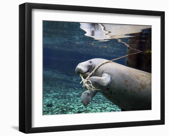 A Manatee Chews on a Dock Rope in Fanning Springs State Park, Florida-Stocktrek Images-Framed Photographic Print