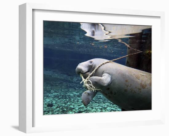 A Manatee Chews on a Dock Rope in Fanning Springs State Park, Florida-Stocktrek Images-Framed Photographic Print