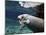 A Manatee Chews on a Dock Rope in Fanning Springs State Park, Florida-Stocktrek Images-Mounted Photographic Print