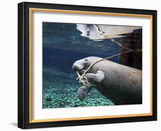 A Manatee Chews on a Dock Rope in Fanning Springs State Park, Florida-Stocktrek Images-Framed Photographic Print