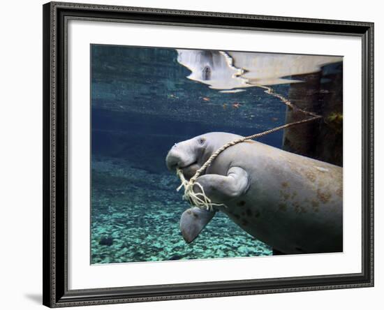 A Manatee Chews on a Dock Rope in Fanning Springs State Park, Florida-Stocktrek Images-Framed Photographic Print