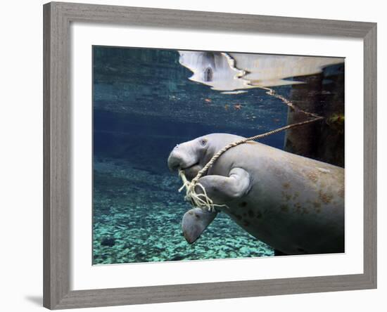 A Manatee Chews on a Dock Rope in Fanning Springs State Park, Florida-Stocktrek Images-Framed Photographic Print