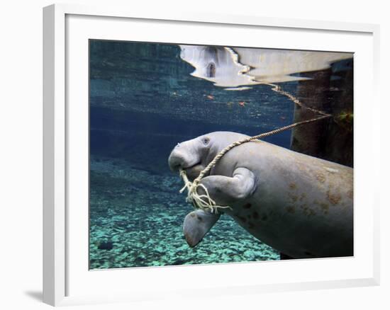 A Manatee Chews on a Dock Rope in Fanning Springs State Park, Florida-Stocktrek Images-Framed Photographic Print