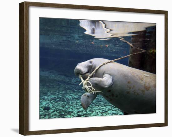 A Manatee Chews on a Dock Rope in Fanning Springs State Park, Florida-Stocktrek Images-Framed Photographic Print