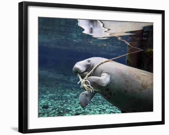 A Manatee Chews on a Dock Rope in Fanning Springs State Park, Florida-Stocktrek Images-Framed Photographic Print