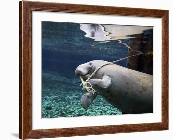 A Manatee Chews on a Dock Rope in Fanning Springs State Park, Florida-Stocktrek Images-Framed Photographic Print