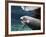 A Manatee Chews on a Dock Rope in Fanning Springs State Park, Florida-Stocktrek Images-Framed Photographic Print