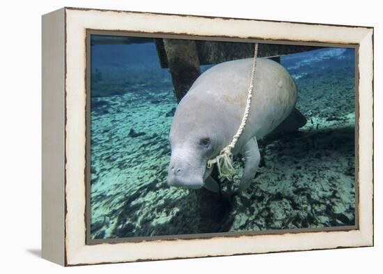 A Manatee Gnawing on the Dock Line at Fanning Springs State Park, Florida-Stocktrek Images-Framed Premier Image Canvas