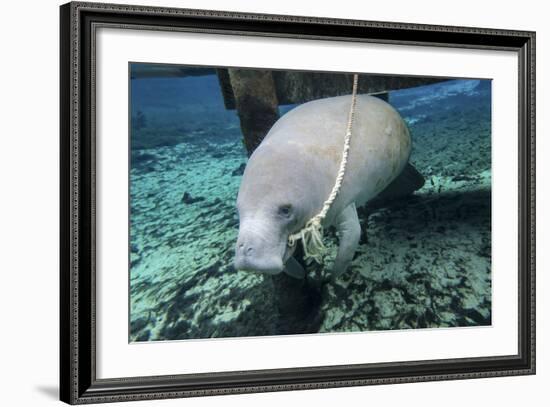 A Manatee Gnawing on the Dock Line at Fanning Springs State Park, Florida-Stocktrek Images-Framed Photographic Print
