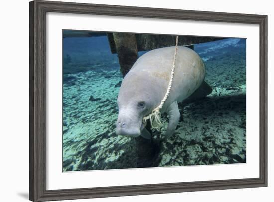 A Manatee Gnawing on the Dock Line at Fanning Springs State Park, Florida-Stocktrek Images-Framed Photographic Print