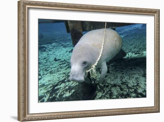 A Manatee Gnawing on the Dock Line at Fanning Springs State Park, Florida-Stocktrek Images-Framed Photographic Print