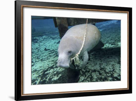 A Manatee Gnawing on the Dock Line at Fanning Springs State Park, Florida-Stocktrek Images-Framed Photographic Print