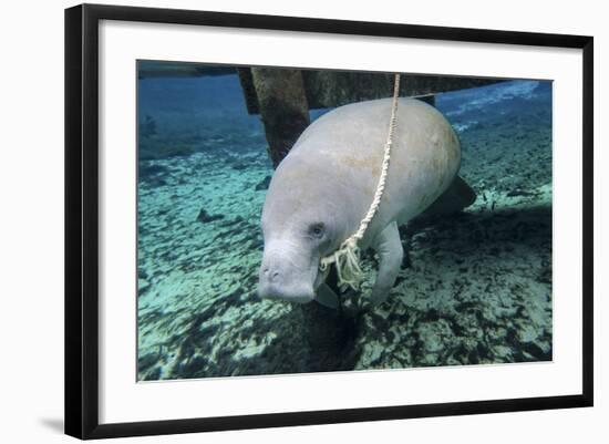 A Manatee Gnawing on the Dock Line at Fanning Springs State Park, Florida-Stocktrek Images-Framed Photographic Print