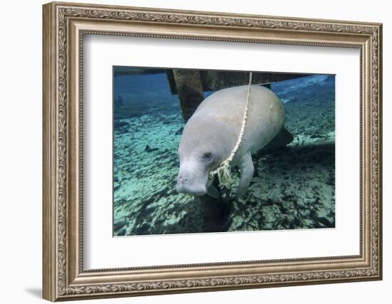 A Manatee Gnawing on the Dock Line at Fanning Springs State Park, Florida-Stocktrek Images-Framed Photographic Print