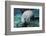 A Manatee Gnawing on the Dock Line at Fanning Springs State Park, Florida-Stocktrek Images-Framed Photographic Print