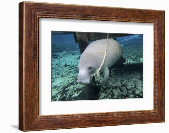 A Manatee Gnawing on the Dock Line at Fanning Springs State Park, Florida-Stocktrek Images-Framed Photographic Print